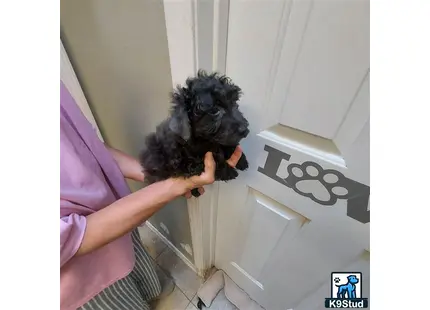 a person holding a maltipoo dog