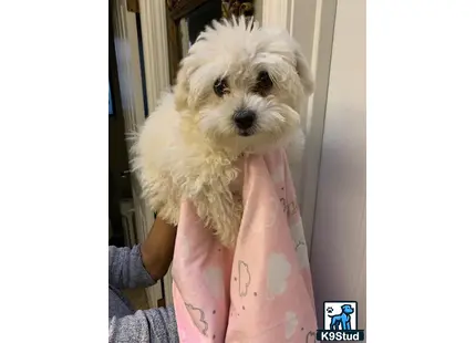 a maltipoo dog in a pink shirt