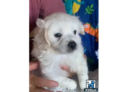 a small white maltipoo puppy