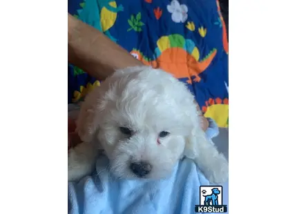 a maltipoo dog lying on a bed