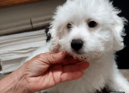 a person holding a maltipoo dog