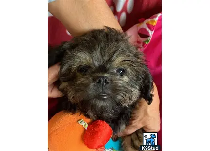 a small black shih tzu dog