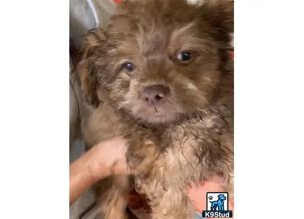 a shih tzu dog with a human hand