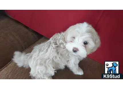 a white shih tzu dog lying on a couch