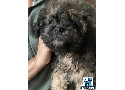 a person holding a shih tzu dog