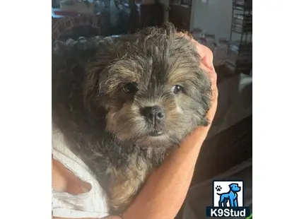 a person holding a shih tzu dog