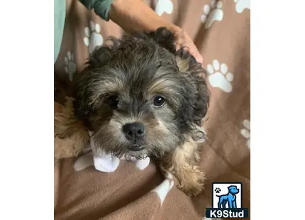 a shih tzu dog with a persons hand on its head