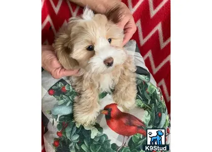 a shih tzu dog and a bird