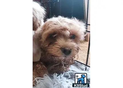 a shih tzu dog lying on a blanket