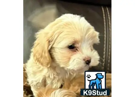 a shih tzu dog with a picture of a person on it