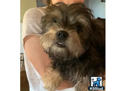 a person holding a shih tzu dog