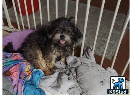 a shih tzu dog lying on a blanket