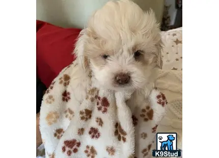 a shih tzu dog lying on a couch