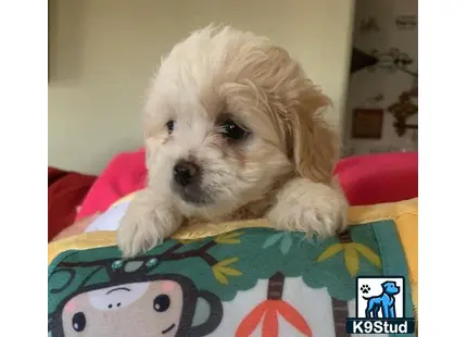 a shih tzu dog lying on a bed