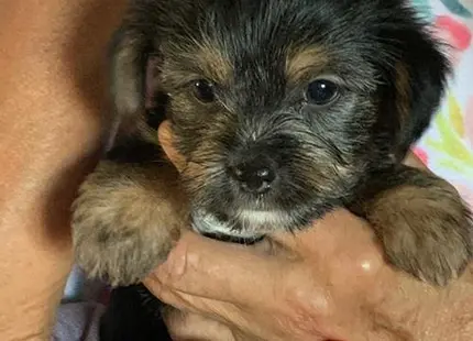 a person holding a shih tzu puppy