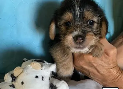 a shih tzu dog holding a stuffed animal