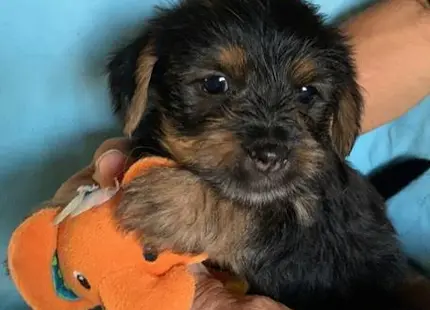 a shih tzu dog holding a toy