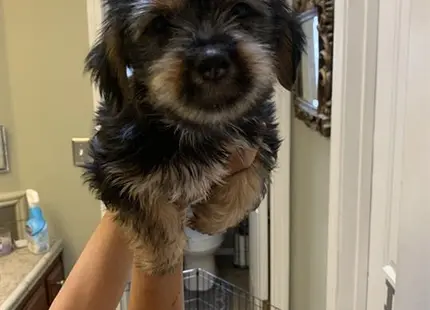 a shih tzu dog standing in a room