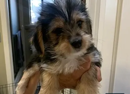 a person holding a shih tzu dog