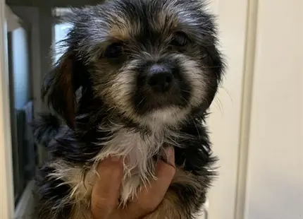 a person holding a shih tzu dog