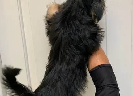 Shih Tzu puppy for sale: Black and tan Shih Tzu standing on a person's arm