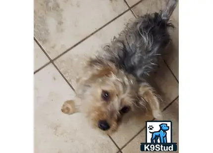 a yorkshire terrier dog lying on the floor