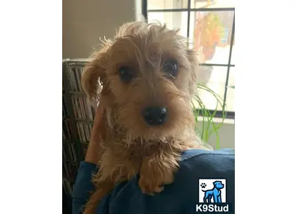 a yorkshire terrier dog with a human face