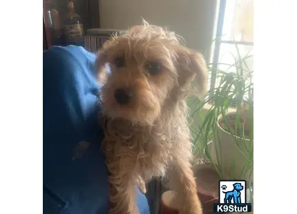 a yorkshire terrier dog sitting on a couch