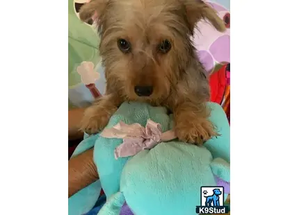 a yorkshire terrier dog holding a stuffed animal