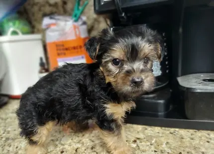 Yorkshire Terrier puppy for sale: Black and tan Yorkshire Terrier puppy standing near a coffee maker