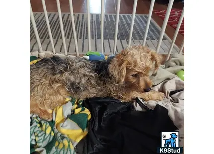 a yorkshire terrier dog lying on a bed