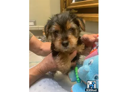 a yorkshire terrier dog being held by a person