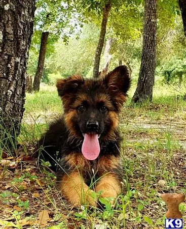 German Shepherd puppy for sale