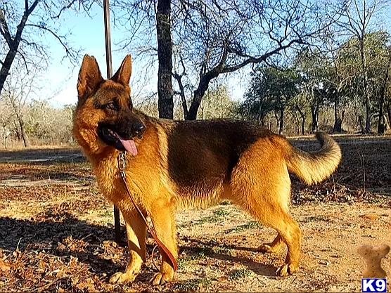 German Shepherd dog