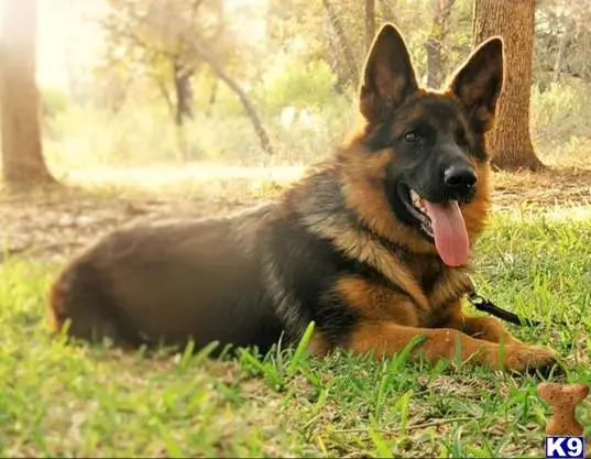 German Shepherd puppy for sale