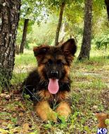 german shepherd puppy posted by mshell1501