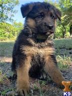 german shepherd puppy posted by mshell1501
