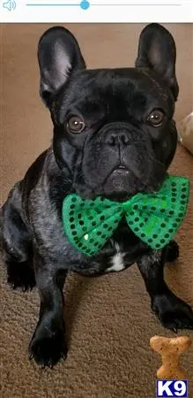 French Bulldog stud dog