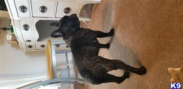 French Bulldog stud dog