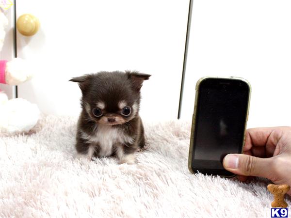chihuahua puppies for sale ta chihuahua puppy for sale baby choco lc gorgeous micro teacup chocolate ta 7 years chihuahua puppies for sale ta chihuahua puppy for sale baby choco lc gorgeous micro teacup chocolate ta 7 years