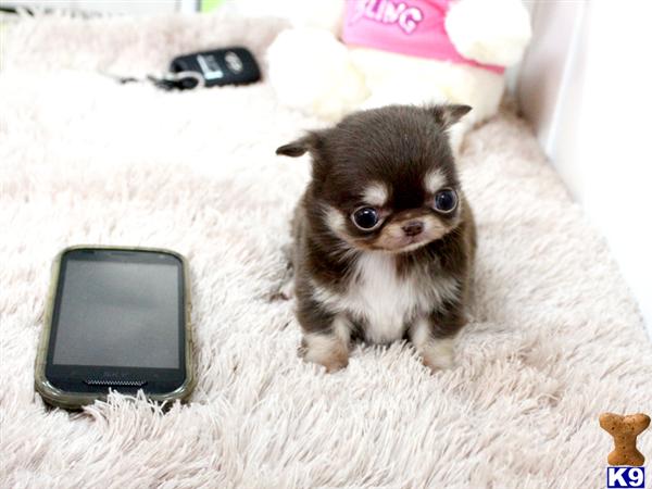 chihuahua puppies for sale ta chihuahua puppy for sale baby choco lc gorgeous micro teacup chocolate ta 7 years chihuahua puppies for sale ta chihuahua puppy for sale baby choco lc gorgeous micro teacup chocolate ta 7 years