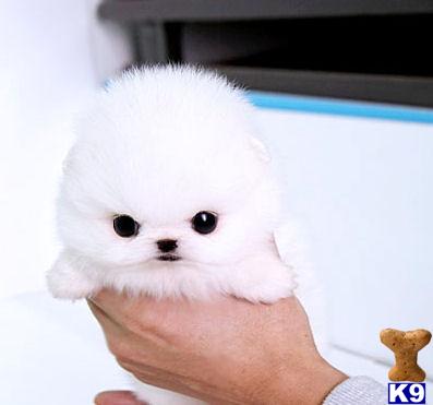 Pomeranian Puppy For Adorable Princesa Micro Teacup White Mspuppyconnection Picture 1