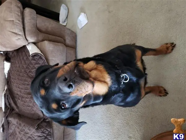 Rottweiler female dog