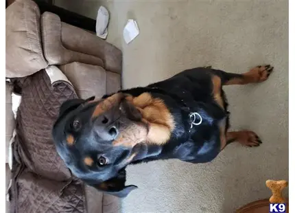 Rottweiler
