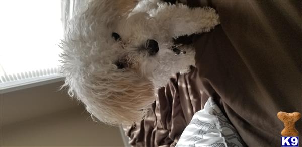 a poodle dog lying on a bed