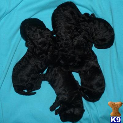 puppies for sale in tri cities tn whoodle puppy for sale mini newborn 3 years puppies for sale in tri cities tn whoodle puppy for sale mini newborn 3 years