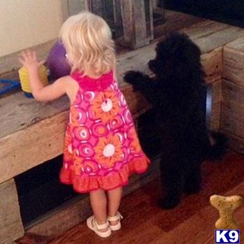 puppies for sale in tri cities tn whoodle puppy for sale mini newborn 3 years puppies for sale in tri cities tn whoodle puppy for sale mini newborn 3 years