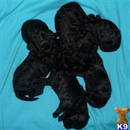 whoodle puppy posted by mswhoodles