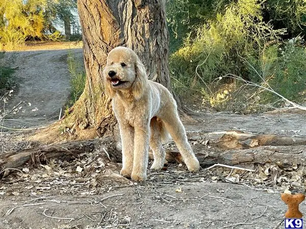 Goldendoodles stud dog