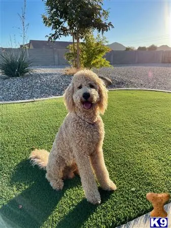 Goldendoodles stud dog